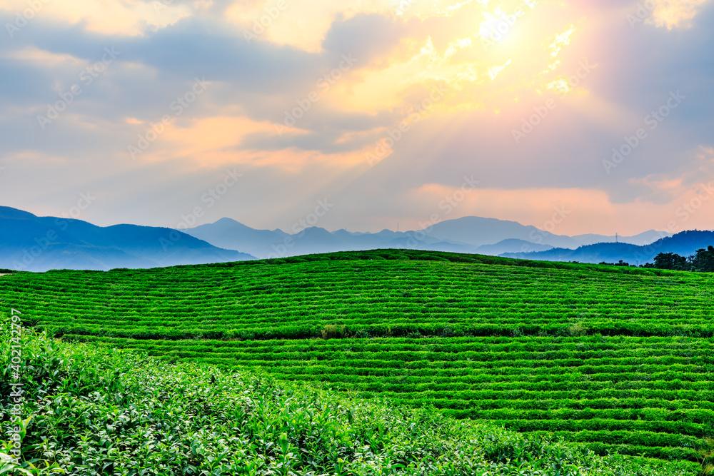 落日余晖下的绿茶山，茶园自然背景。