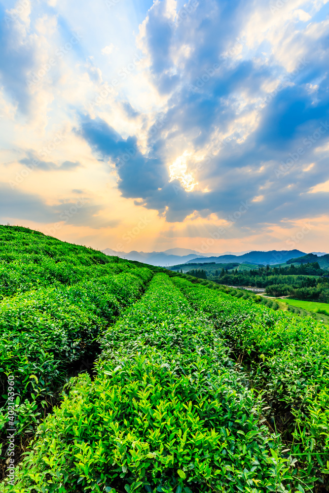 Green tea plantation.agricultural field nature background.