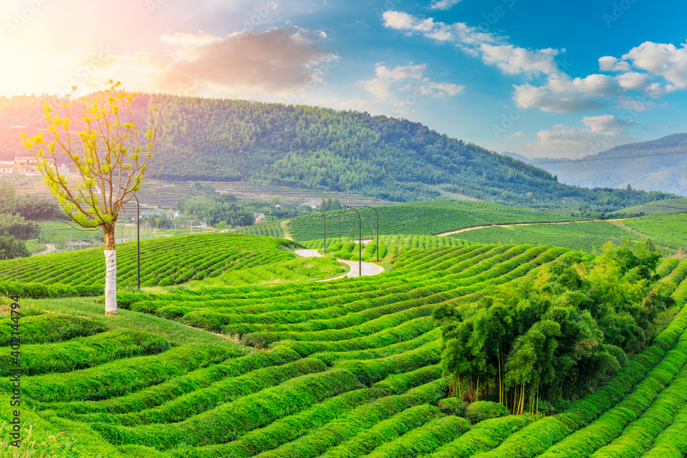 绿茶种植。农业领域自然背景。