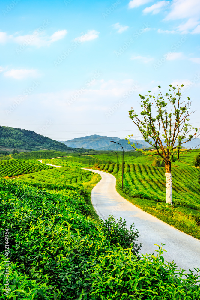 绿茶种植。农业领域自然背景。