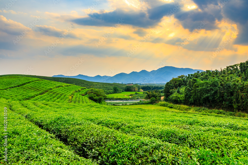 落日余晖下的绿茶山，茶园自然背景。