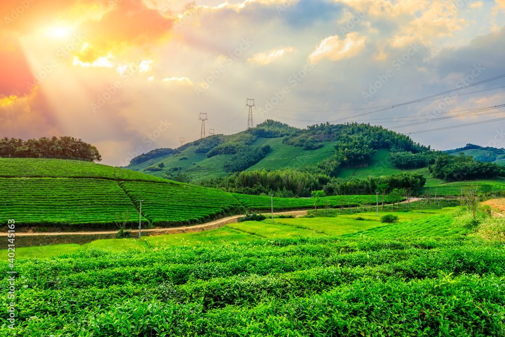 落日余晖下的绿茶山，茶园自然背景。