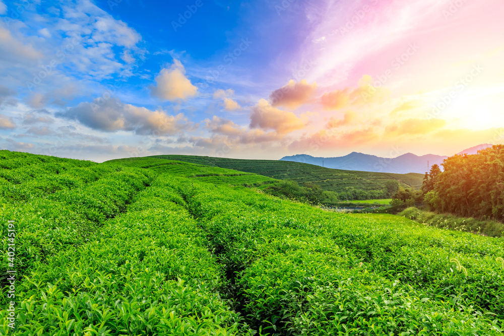 落日余晖下的绿茶山，茶园自然背景。