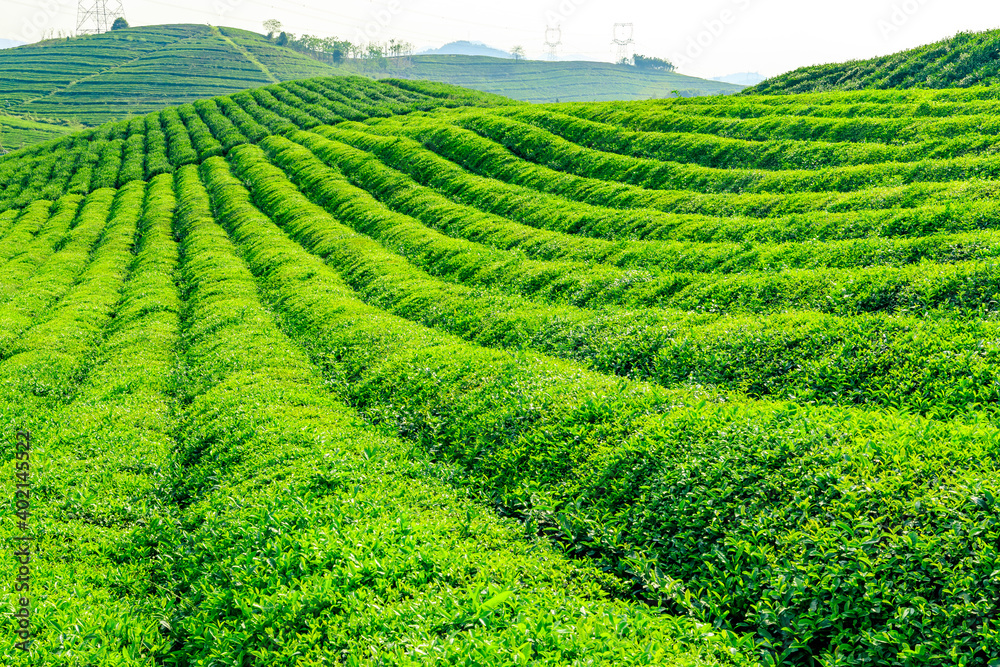 绿茶种植。农业领域的自然背景。