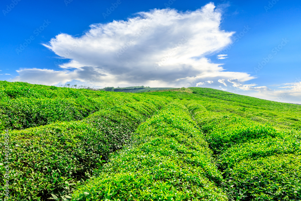 绿茶种植。农业领域的自然背景。