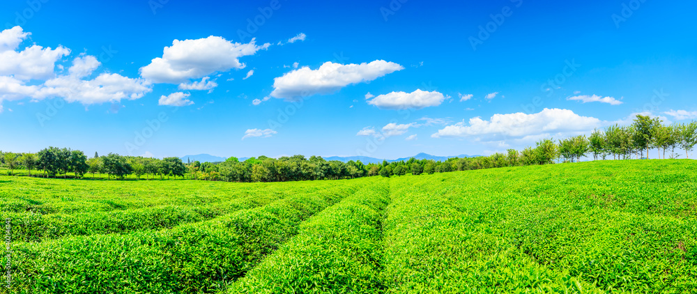 绿茶种植。农业领域自然背景。