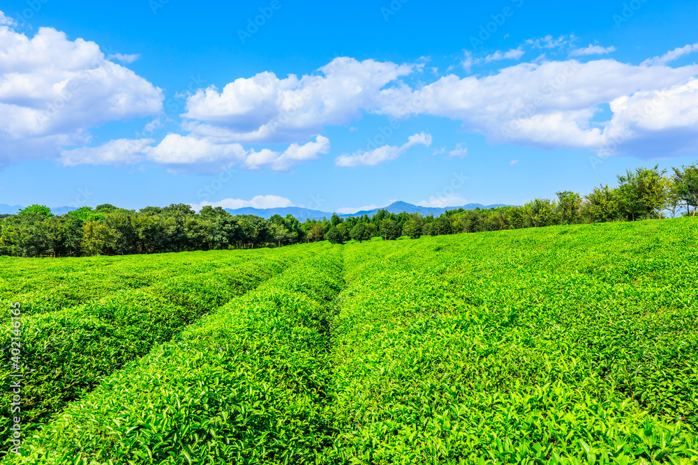 绿茶种植。农业领域自然背景。