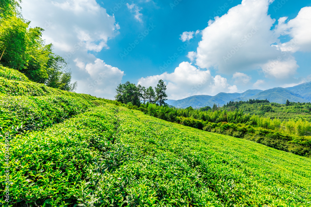 绿茶种植。农业领域自然背景。