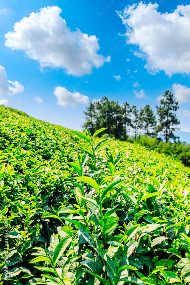 绿茶种植。农业领域的自然背景。