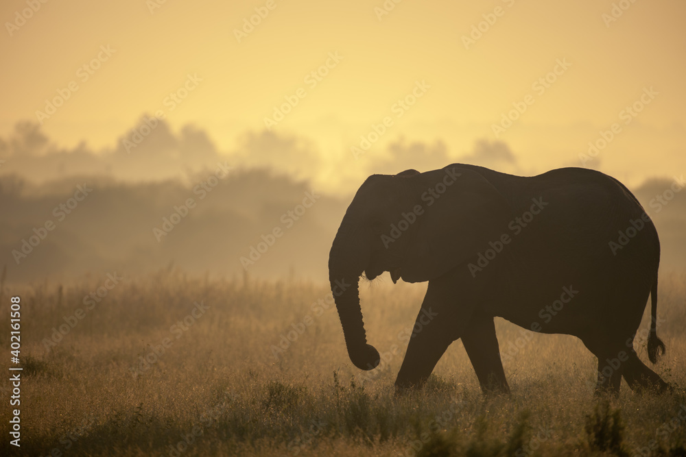 日出时的非洲丛林象或非洲稀树草原象（Loxodonta africana）。Madikwe Game Res