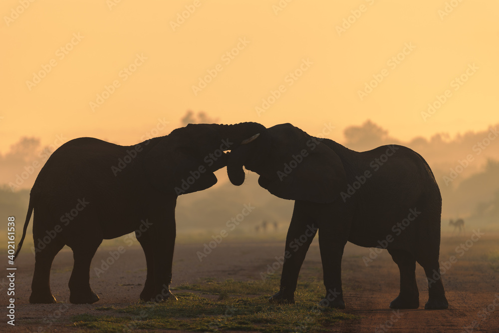 日出时的非洲丛林象或非洲稀树草原象（Loxodonta africana）。Madikwe Game Res