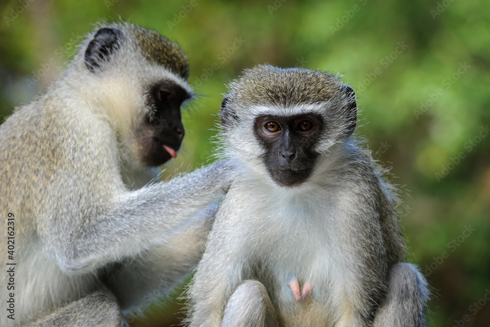 Vervet monkey（Chlorocebus pygerythrus）。东海岸。Isimangaliso湿地公园。夸祖鲁-纳塔尔。S