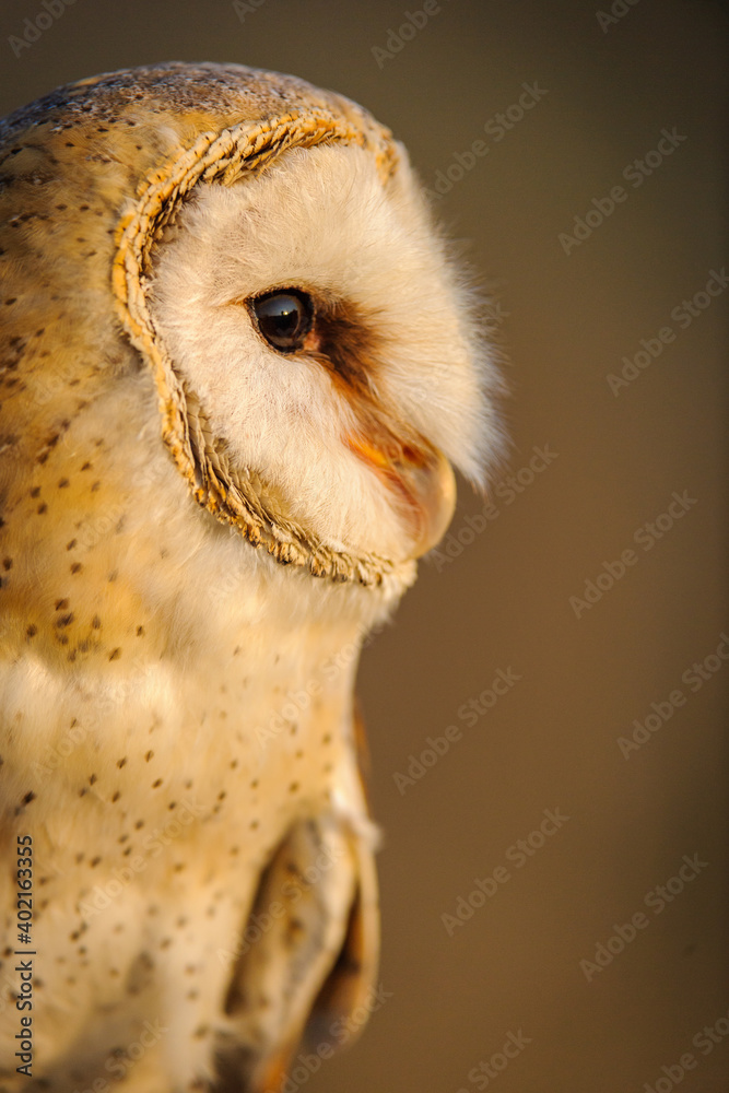 Barn Owl (Tyto alba). KwaZulu Natal. South Africa