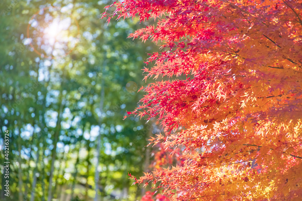 太陽の光を浴びる紅葉した葉