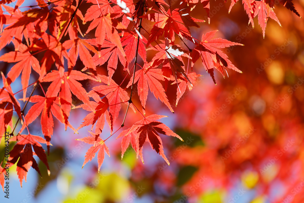 太陽の光を浴びる紅葉した葉