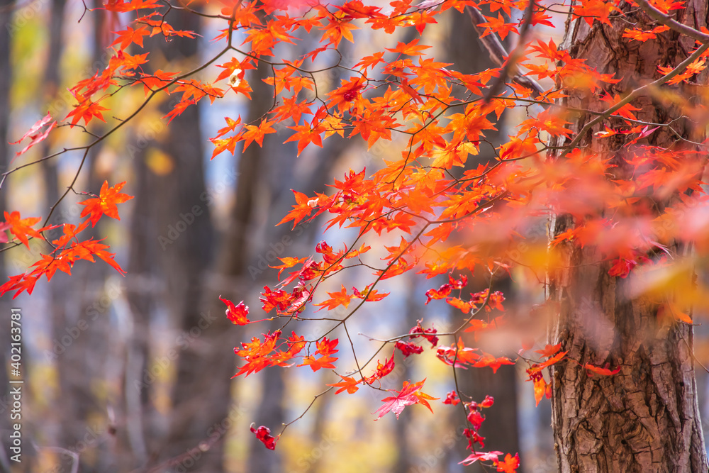 太陽の光を浴びる紅葉した葉