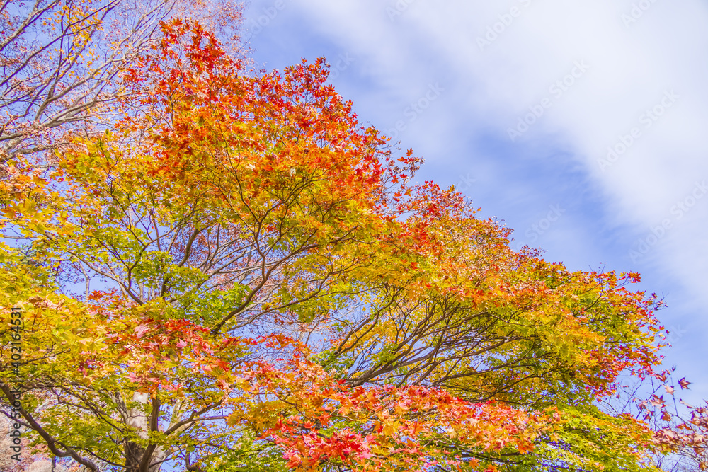 太陽の光を浴びる紅葉した葉