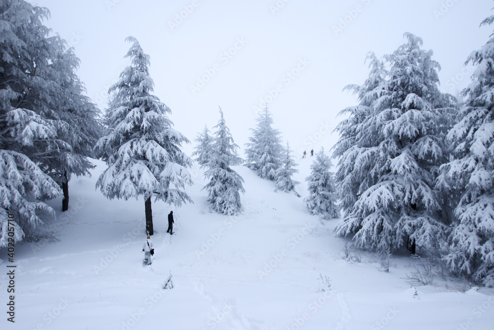 一群徒步旅行者在黎巴嫩北部的雪原雪松林中穿行