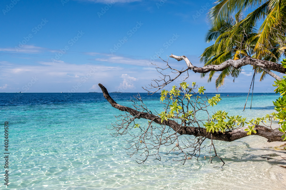 Tropical island coast landscape with Heliotrope tree branch (Heliotropium foertherianum, octopus bus