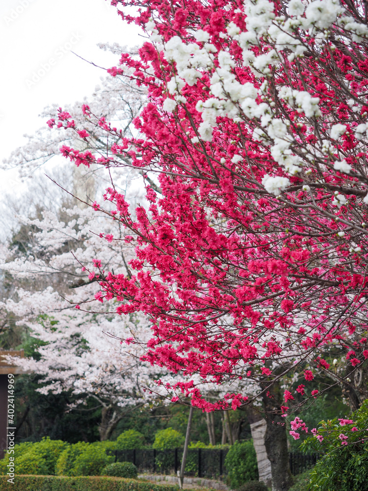 鮮やかな紅梅と桜