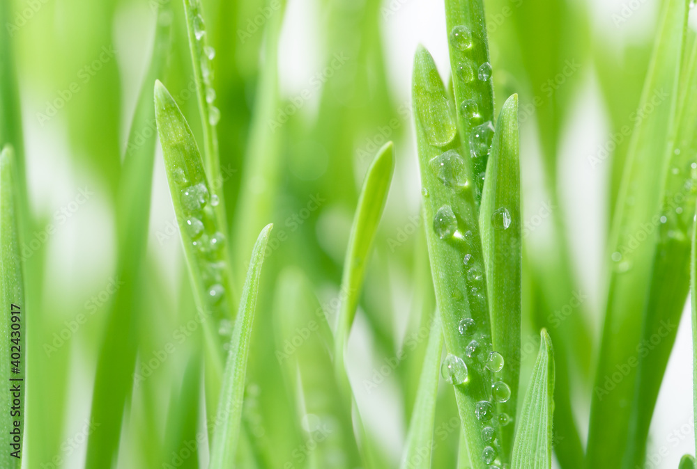 Fresh green wheat grass with drops dew