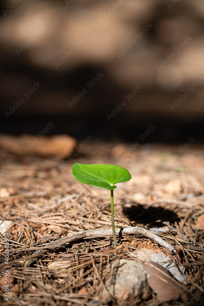 干燥背景下的绿色树叶。生活和成长理念。