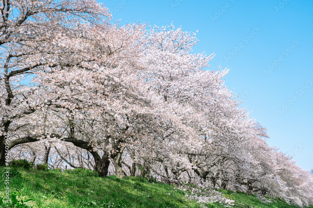 桜　染井吉野