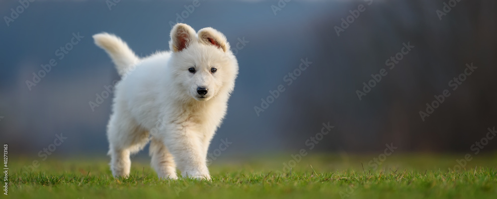 小狗可爱的白色瑞士牧羊犬在草地上的肖像