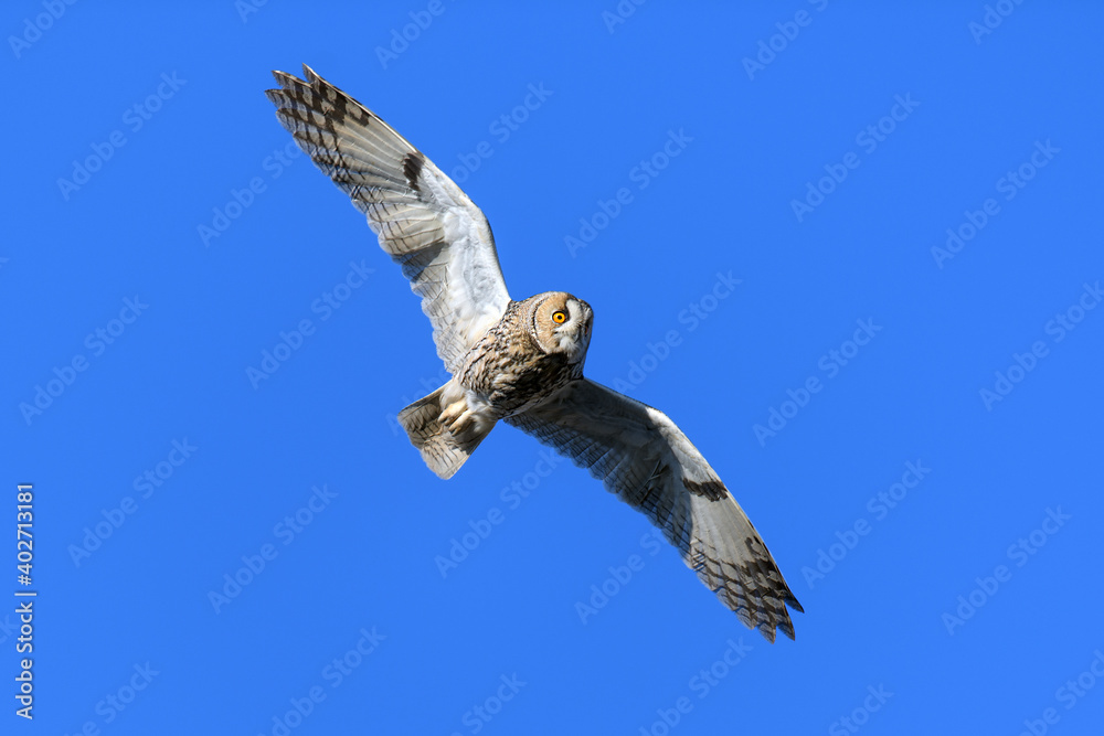 Owl flies on a background of blue sky