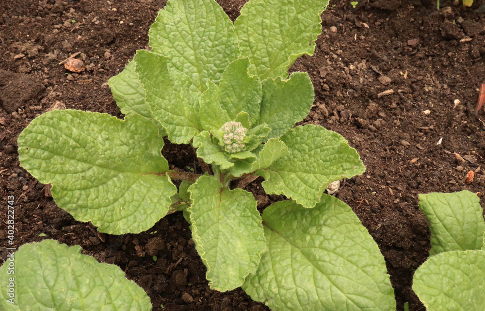 Close-up image of the summer flowering flowers and buds of Borage, also known as a starflower.Wonder