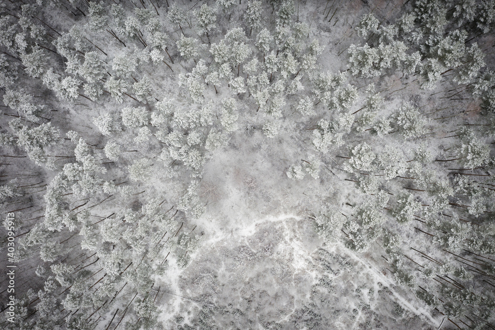 被新鲜雪覆盖的松林鸟瞰图