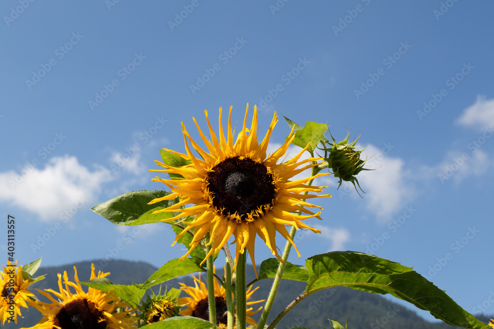 夏日草地上的亮黄色向日葵