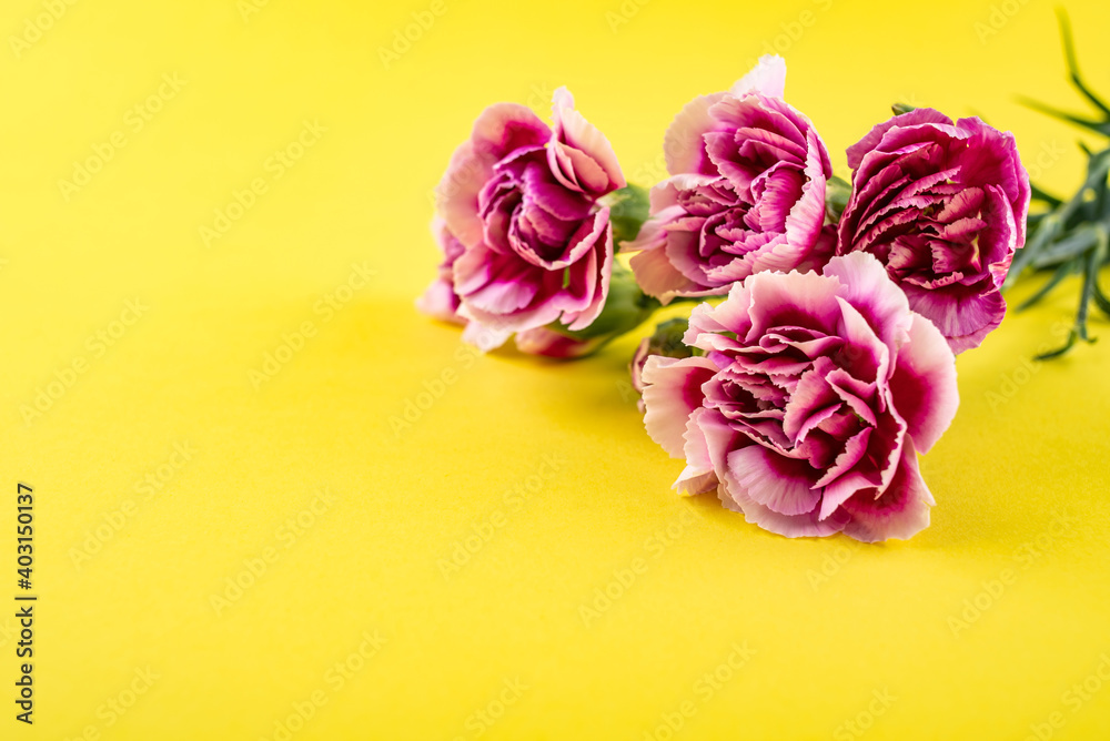 Beautiful colorful carnation flowers