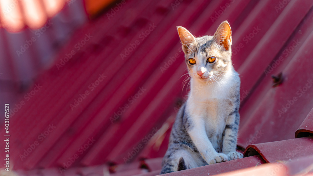 屋顶上的猫