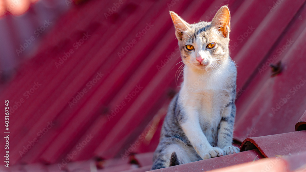 屋顶上的猫