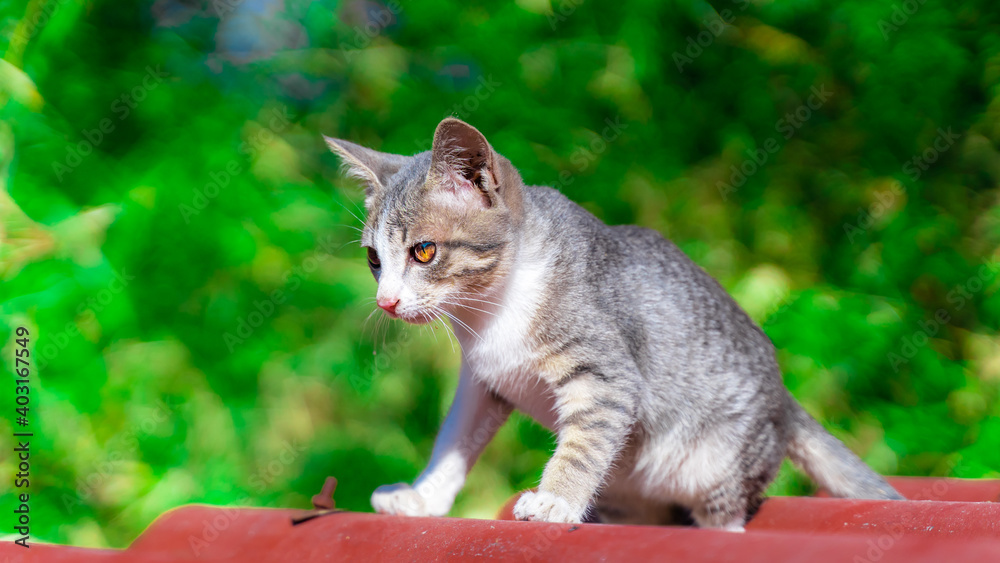 花园里的猫