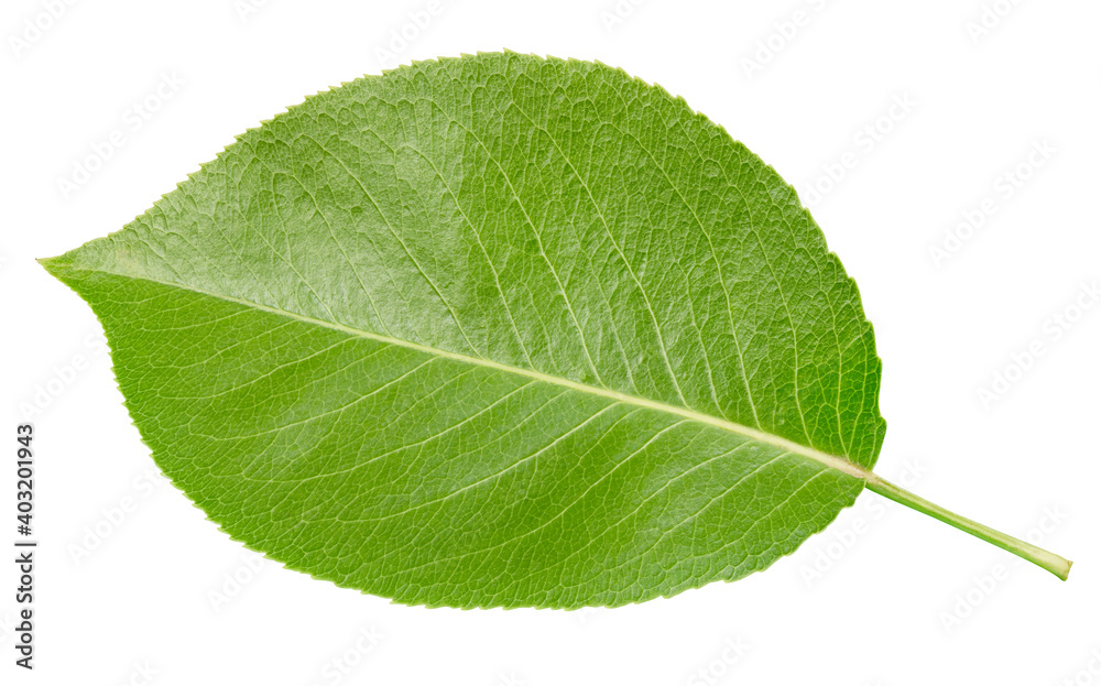 Pear leaf isolated on a white background