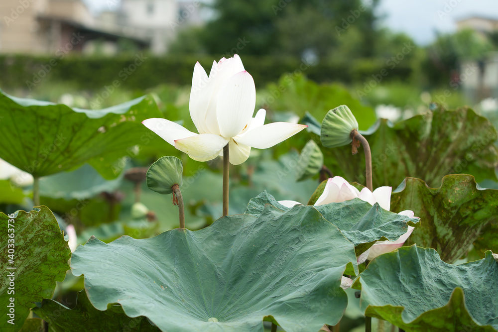 白色莲花和莲子的侧面。漏斗形叶。东印度莲，奥利