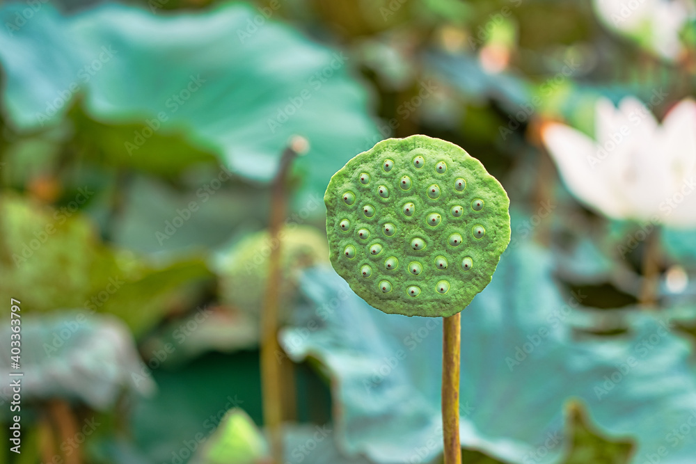 莲子在莲花中。莲花有一片大叶。东印度莲花，Orien