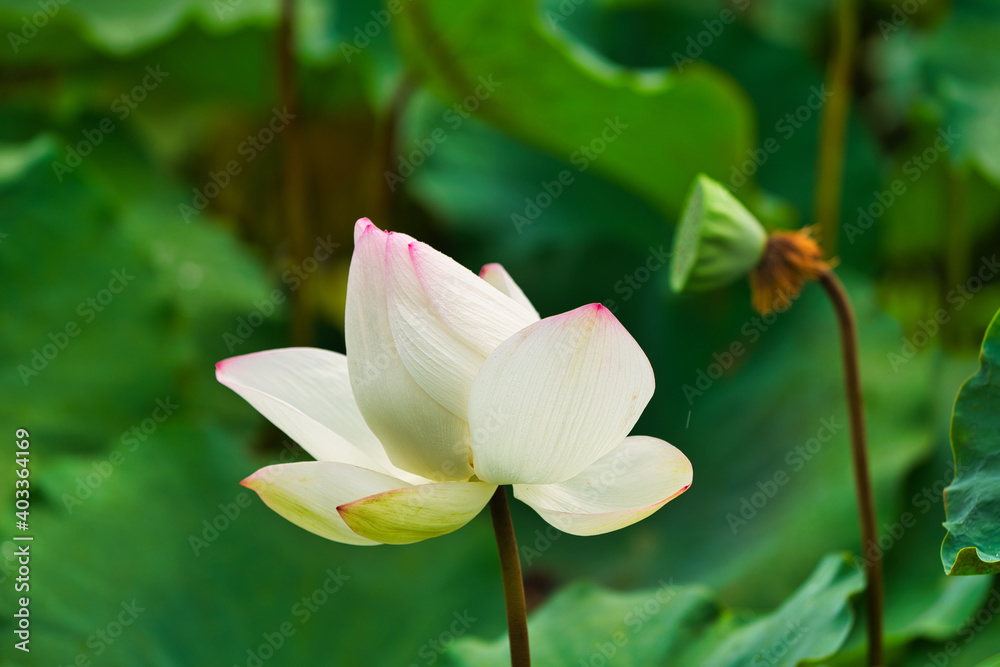 小小的红白莲花的侧面，莲子。东印度莲花，东方