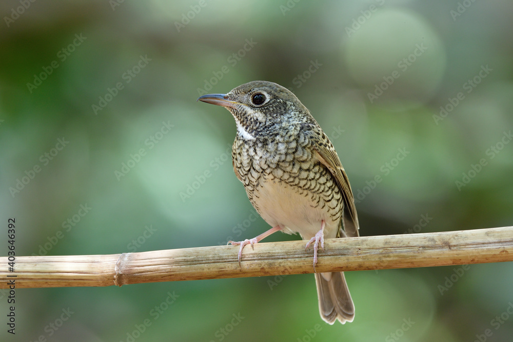 lovely white with black camouflage bird happily perching on dried banboom stick, white-throated rock