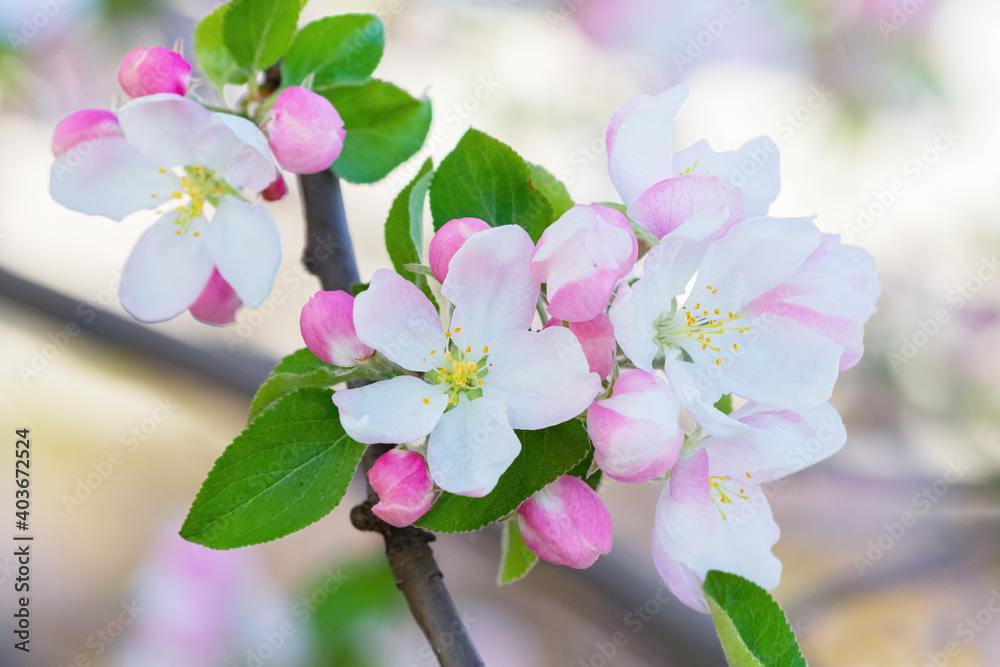 Flowers and buds of apple trees close up on a light background. Apple blossoms.