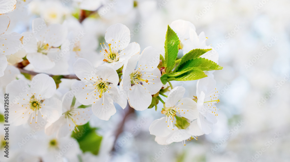 Cherry flowers close up on a light background. Cherry blossoms