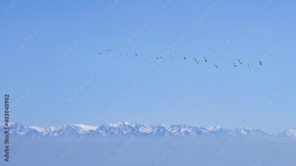 Jufferkraanvogel, Demoiselle Crane, Anthropoides virgo