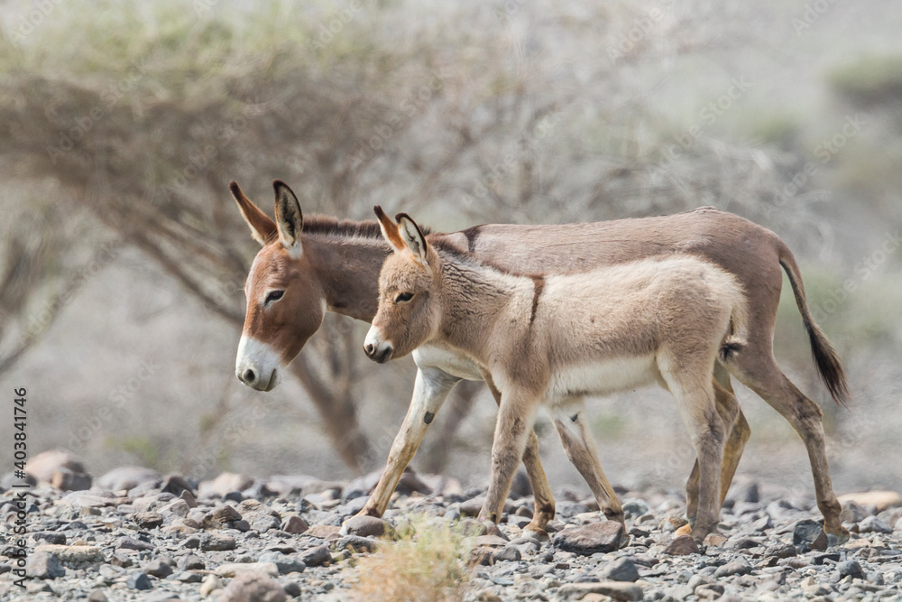 Donkey-Esel-Equs asinus，阿曼