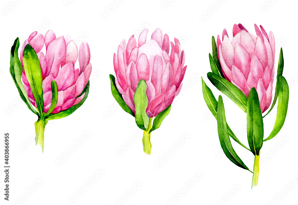 watercolor illustration. set of tropical flowers protea. bright flowers of protea pink color isolate