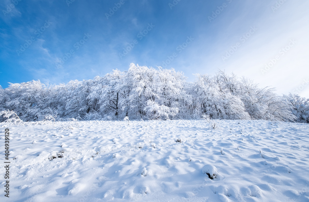 白天的冬季景观。雪下的森林和山脉。雪的背景。雪的w