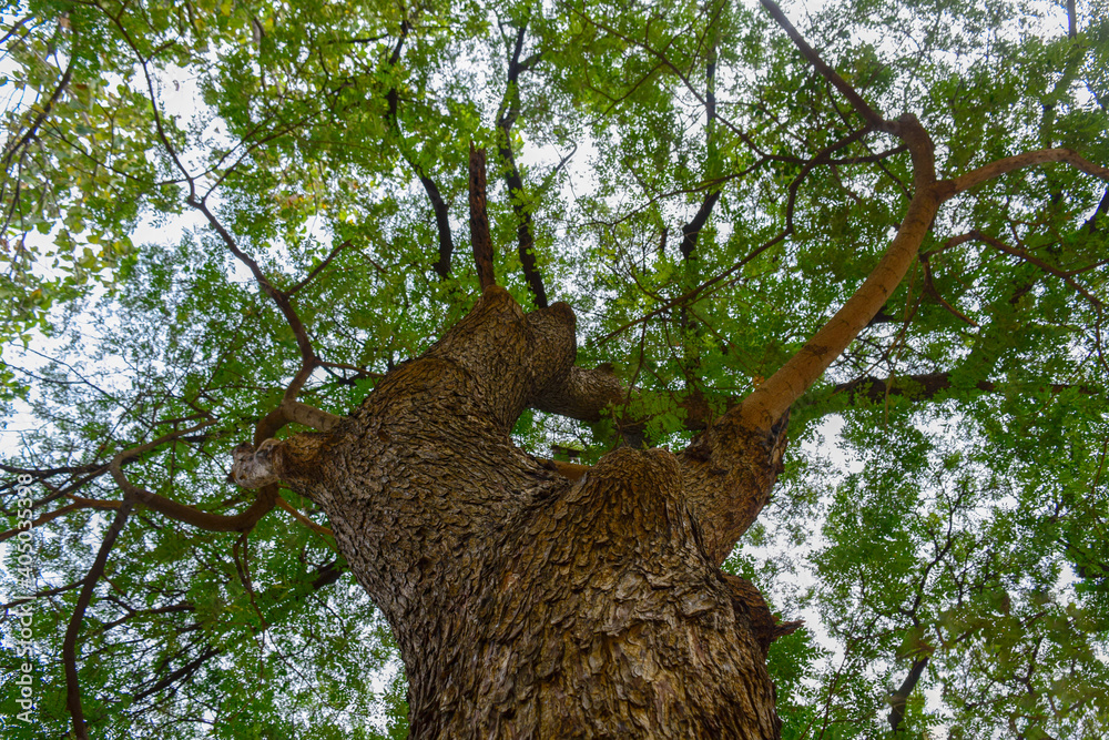 Low angle shot of a big tree with many branches.