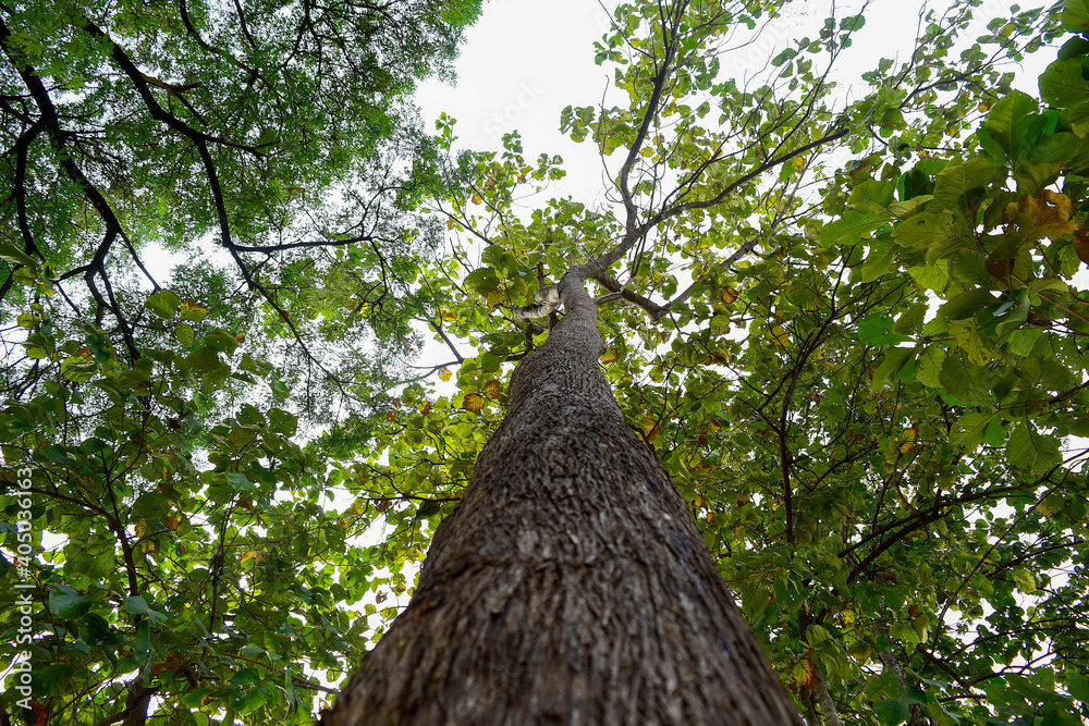 Low angle shot of a big tree with many branches.