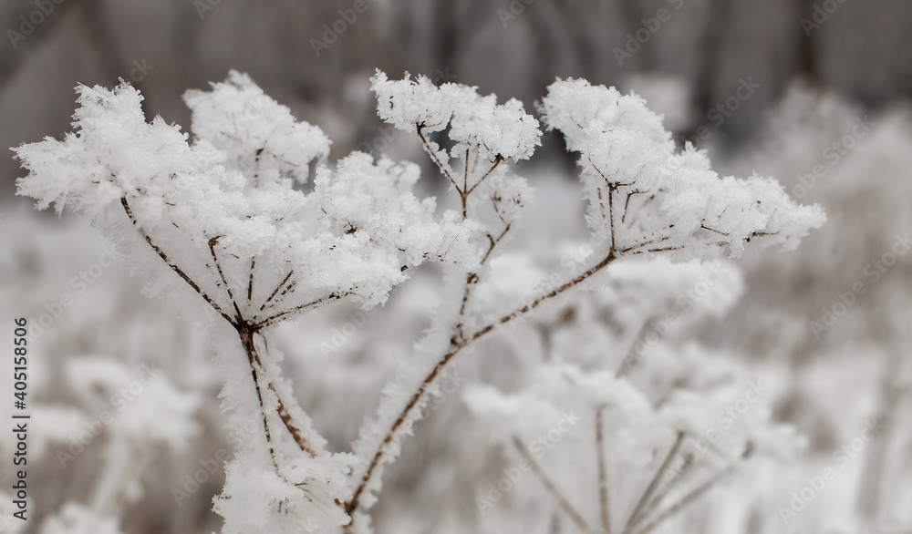 冬季植物干枝白雪霜